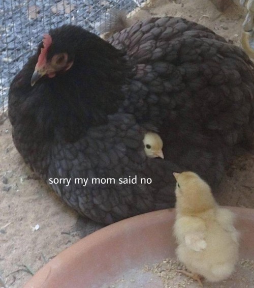 ahetmjff.jpg