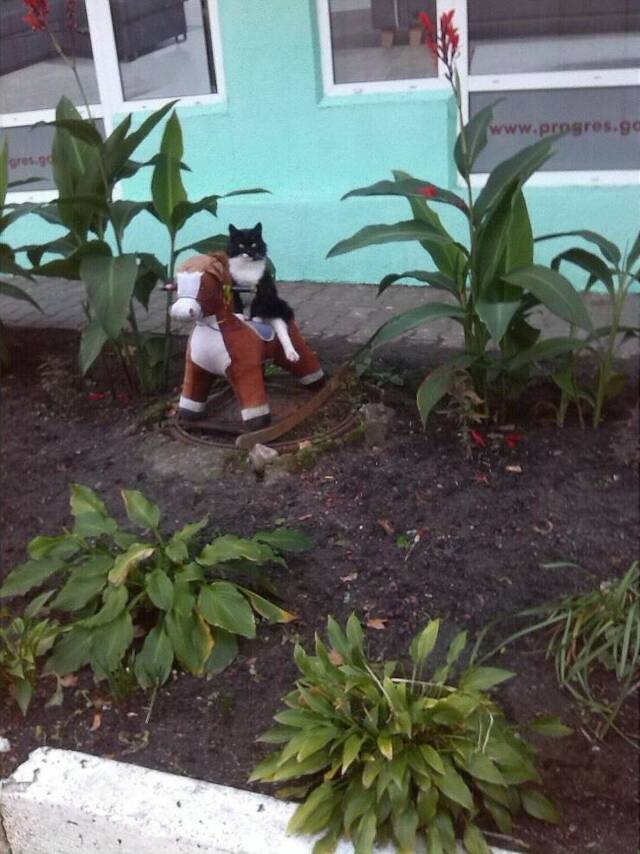 ac4l4hlw.jpg
