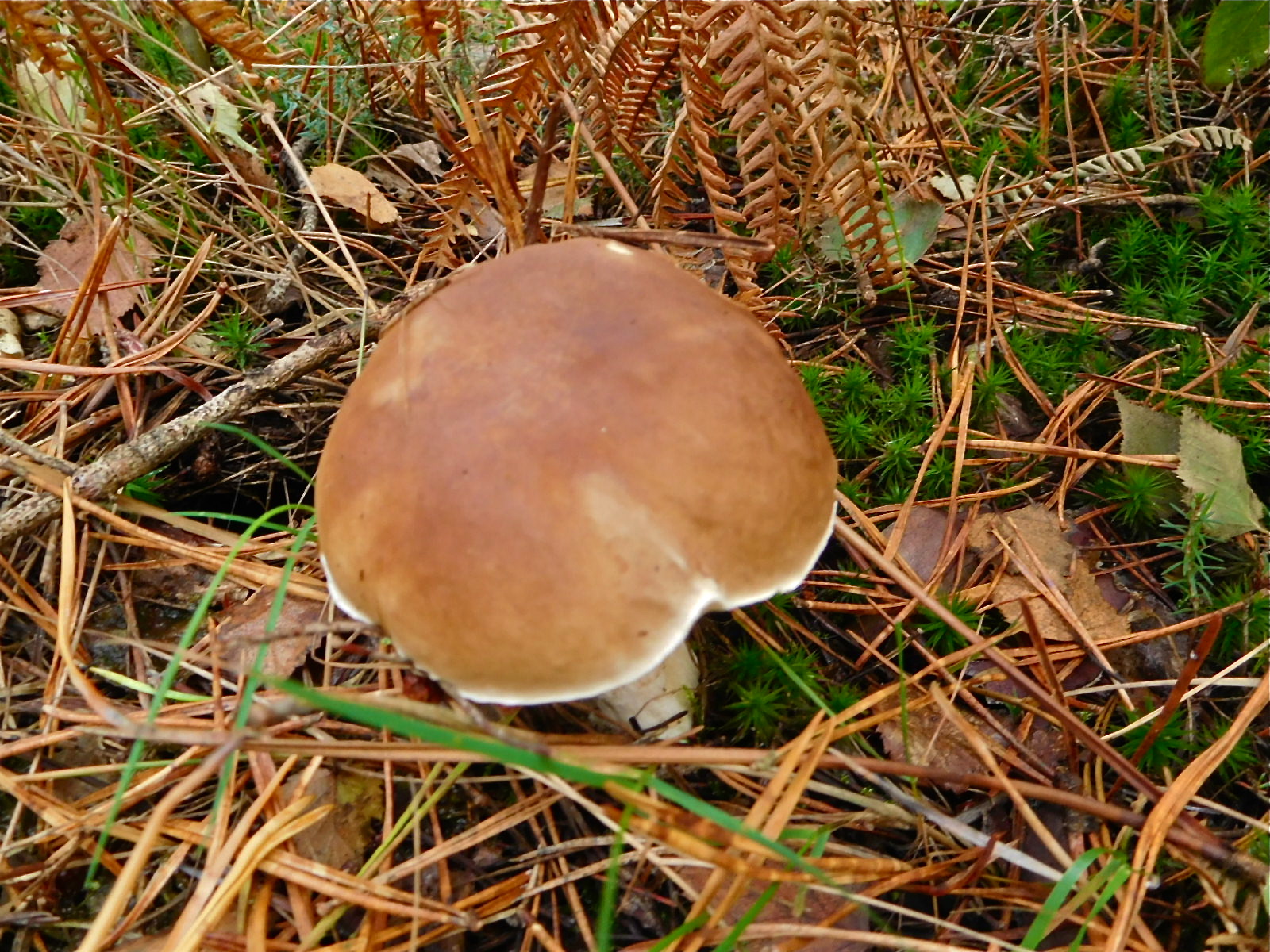 https://s17.directupload.net/images/191020/xju278ay.jpg